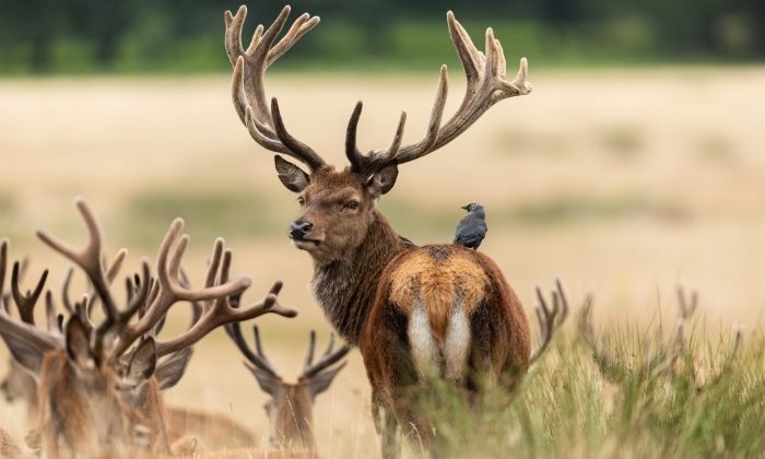 Nicht immer zeigen sich die tierischen Bewohner eines Wildparks. © AB Photography/Adobe Stock